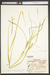 Carex trichocarpa by WV University Herbarium