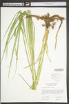 Carex trichocarpa by WV University Herbarium