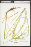 Carex trichocarpa by WV University Herbarium