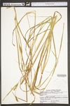 Carex trichocarpa by WV University Herbarium