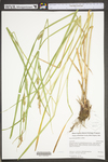 Carex trichocarpa by WV University Herbarium