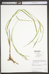 Carex trichocarpa by WV University Herbarium