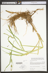 Carex trichocarpa by WV University Herbarium