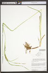 Carex trichocarpa by WV University Herbarium