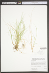 Carex trisperma var. trisperma by WV University Herbarium