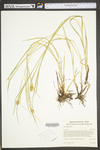 Carex typhina by WV University Herbarium