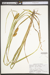 Carex typhina by WV University Herbarium