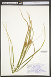 Carex typhina by WV University Herbarium