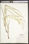 Carex typhina by WV University Herbarium