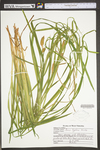 Carex typhina by WV University Herbarium