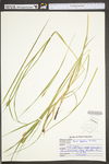 Carex typhina by WV University Herbarium