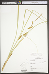 Carex typhina by WV University Herbarium