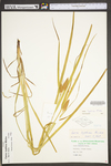 Carex typhina by WV University Herbarium