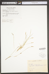 Carex umbellata by WV University Herbarium