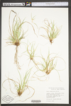 Carex umbellata by WV University Herbarium