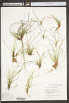 Carex umbellata by WV University Herbarium