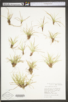 Carex umbellata by WV University Herbarium