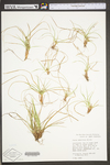 Carex umbellata by WV University Herbarium