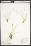 Carex umbellata by WV University Herbarium