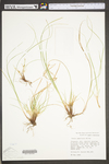 Carex umbellata by WV University Herbarium