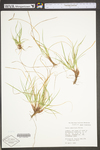 Carex umbellata by WV University Herbarium