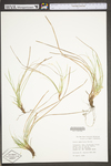 Carex umbellata by WV University Herbarium