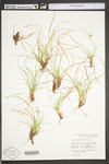 Carex umbellata by WV University Herbarium