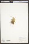 Carex umbellata by WV University Herbarium