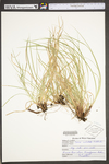 Carex umbellata by WV University Herbarium