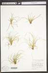 Carex umbellata by WV University Herbarium