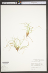 Carex umbellata by WV University Herbarium