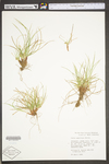 Carex umbellata by WV University Herbarium