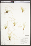 Carex umbellata by WV University Herbarium