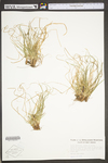 Carex umbellata by WV University Herbarium