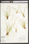 Carex umbellata by WV University Herbarium