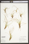 Carex umbellata by WV University Herbarium