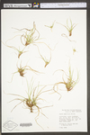 Carex umbellata by WV University Herbarium