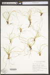 Carex umbellata by WV University Herbarium