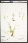 Carex umbellata by WV University Herbarium