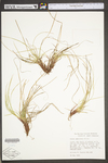 Carex umbellata by WV University Herbarium