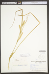 Carex vesicaria by WV University Herbarium