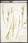 Carex utriculata by WV University Herbarium