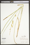 Carex utriculata by WV University Herbarium