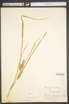 Carex utriculata by WV University Herbarium