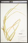 Carex utriculata by WV University Herbarium