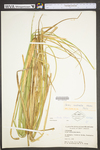 Carex utriculata by WV University Herbarium