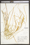 Carex utriculata by WV University Herbarium