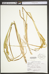 Carex utriculata by WV University Herbarium