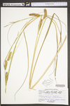 Carex utriculata by WV University Herbarium