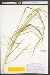 Carex utriculata by WV University Herbarium